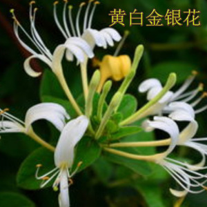 金银花树苗盆栽四季花可食用爬藤阳台庭院南方北方绿植花卉老桩