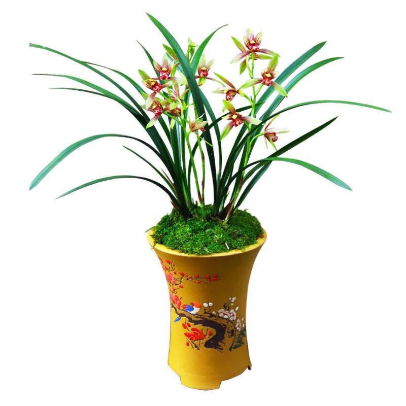 兰花苗浓香型四季小国魂红花带花