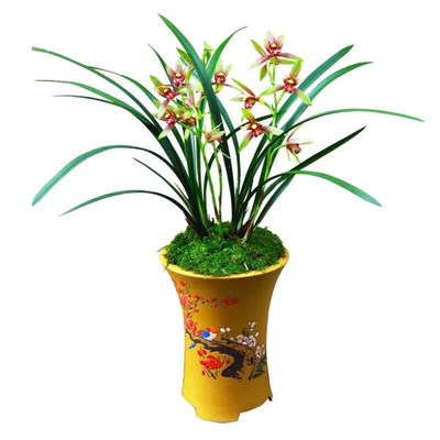 兰花苗浓香型四季小国魂红花带花