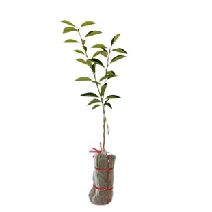 海南小青桔树苗嫁接小柠檬四季金桔苗当年结果室内盆栽带果果树苗