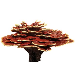 70-80cm灵芝花特大灵芝盆栽景观赏风水摆件多层灵芝半野生一朵