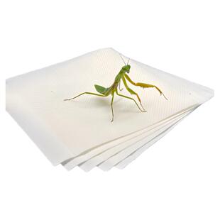 螳螂攀爬纸螳螂攀爬物螳螂攀爬网防坠机昆虫胶带