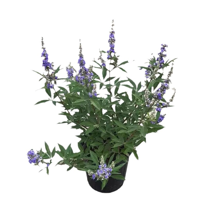 紫色穗花牡荆盆栽植物树苗薰衣草