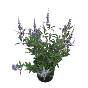 紫色穗花牡荆盆栽植物树苗薰衣草树苗耐寒耐热庭院阳台树状鼠尾草