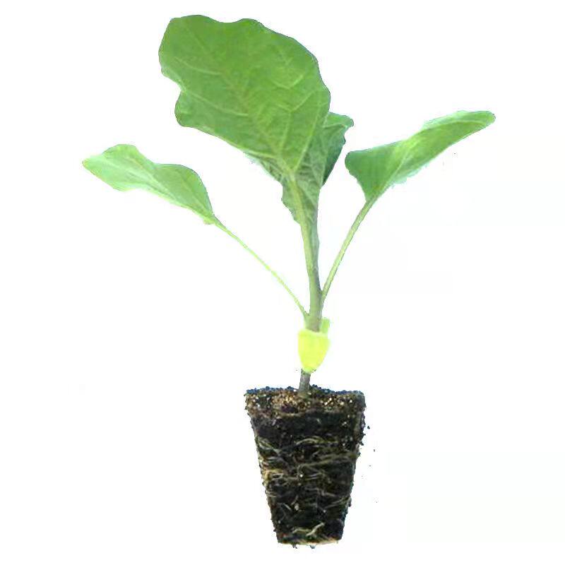 白茄子苗子白茄子秧苗四季蔬菜苗
