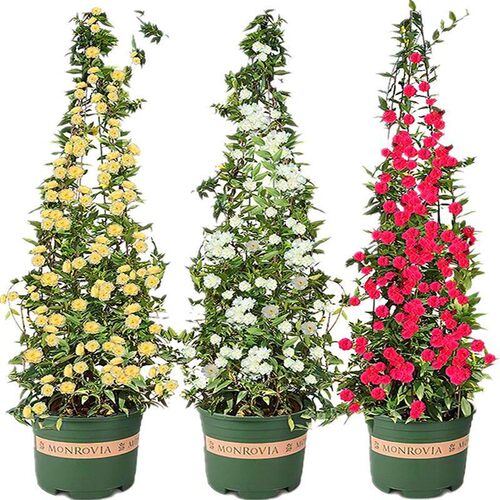 黄木香花苗爬藤植物重瓣红白木香树苗老桩阳台庭院四季盆栽开花卉