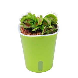 超大捕蝇草盆栽猪笼草耐寒绿植物食虫草食人花卉好养活室内驱蚊