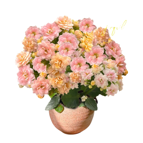 长寿花盆栽重瓣柠檬大花花苗带花苞室内高级绿植花卉植物带花发货