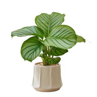 青苹果竹芋 北欧ins风绿植网红好养植物办公室盆栽面四季常青水培