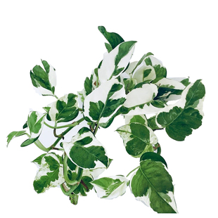 白金葛盆栽油画绿萝绿植垂盆植物雪花葛黄金葛耐阴四季吸甲醛