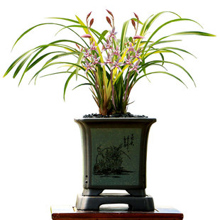 翁源兰花喜花里四季建兰市长红铭品带花浓香红花室内桌面花卉绿植