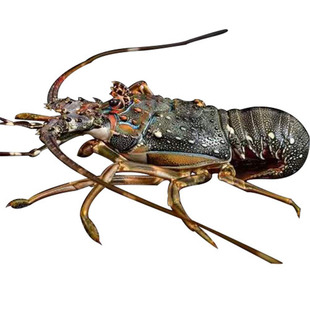 越南青龙虾鲜活海鲜水产特大龙虾3-4只2斤装冷冻进口新鲜小青龙虾