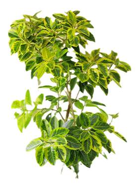 黄金榕客厅绿植盆栽花叶橡皮树