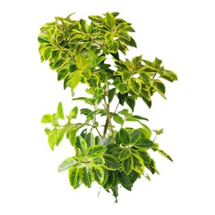 黄金榕客厅绿植盆栽花叶橡皮树室内大型植物高山榕落地盆景好养活