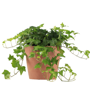 海蒂的花园 常春藤室内阳台客厅常绿耐阴观叶绿植绿化植物盆栽苗