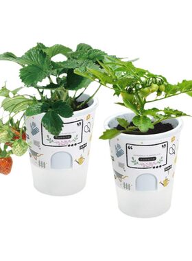 花农小盆栽幼儿园植物diy