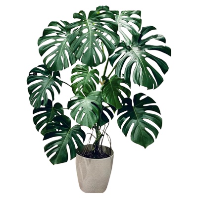 龟背竹盆栽室内客厅净化空气