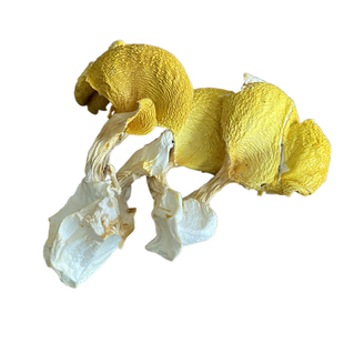 云珍鸡油菌黄干货500g 榆黄菌黄丝菌北风菌云南 野生菌特产菇包邮