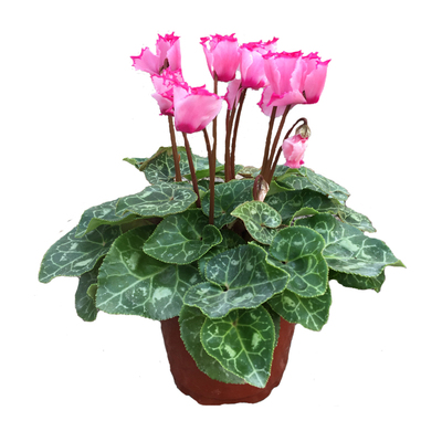 带花混色多肉小植物组合盆栽