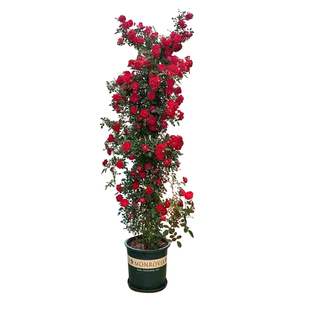 红木香花苗爬藤植物蔷薇四季开花大苗庭院阳台盆栽地栽耐寒好养活