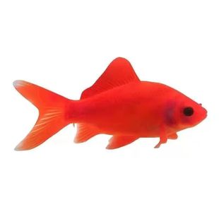 冷水鹦鹉鱼招财锦鲤活体好养耐活自来水可养红草金金鱼淡水观赏鱼