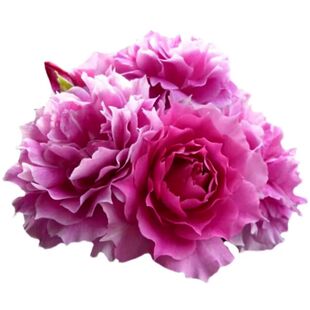 大花浓香天方夜谭月季花苗玫瑰紫色抗病多季开花深桃色波浪边耐寒