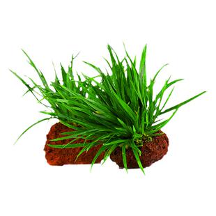 迷你小剑兰定植火山石懒人鱼缸水草造景水陆缸石普昌泰国小水剑草