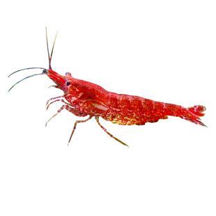 鱼官儿观赏虾A黑壳虾工具虾观赏米虾淡水樱花虾水晶虾除藻虾草虾