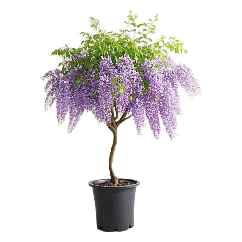 紫藤盆景盆栽时令草本花卉