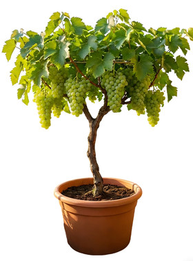 阳光玫瑰特大葡萄树果苗庭院种植