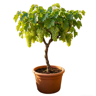 葡萄树果苗阳光玫瑰特大老桩爬藤巨峰南北方种植嫁接庭院地栽带土