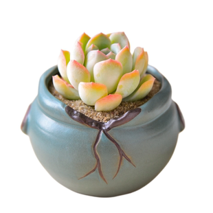 多肉花盆陶瓷植物陶瓷花盆器透气复古简约套装拇指小盆栽粗陶盆