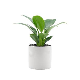 一口氧气绿植文竹茉莉花卉小盆栽客厅办公室内盆景四季常青摆件