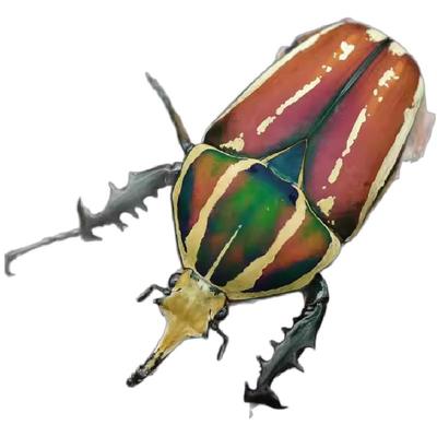 牧野虫社乌干达花金龟甲虫独角仙