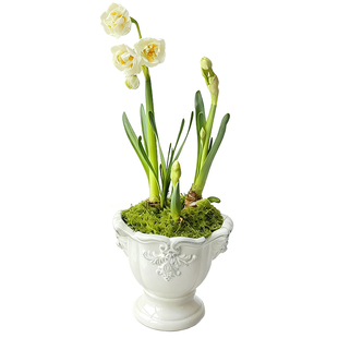 洋水仙盆栽进口重瓣种球带香味好养耐寒花卉春节年宵花送长辈礼物