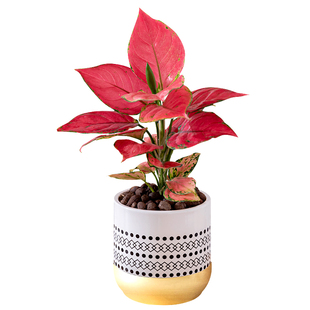 吉利红如意皇后花盆栽招财植物室内客厅净化空气绿植花卉水培好养