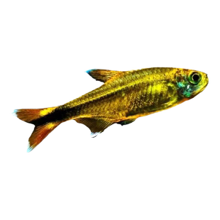 迷你灯鱼满天星热带淡水鱼小型鱼银屏灯草缸群游活体淡水灯科鱼