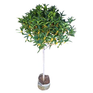 永福花乡园艺 带花苞 四季桂花室内盆栽 树苗浓香型四季桂花树