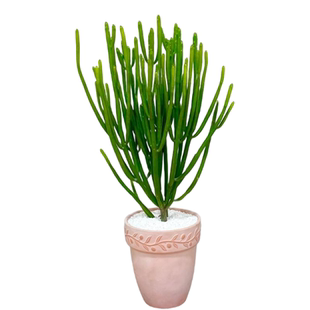 仙人掌植物彭珊瑚光棍树仙人棒沙生植物景观庭院造景耐旱