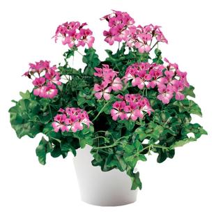 垂吊钓天竺葵龙卷风花苗大苗种子小苗开花盆栽阳台庭院易种冬季