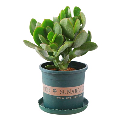 玉树盆栽多肉老桩植物室内