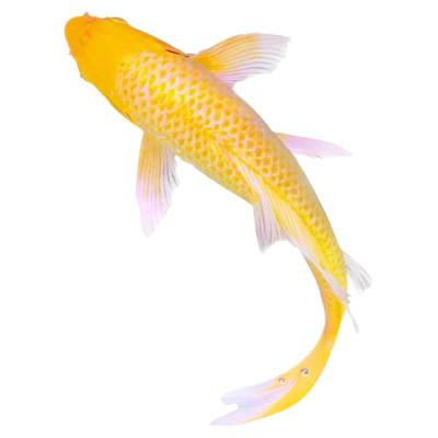 好养耐活黄金龙凤锦鲤冷水观赏鱼