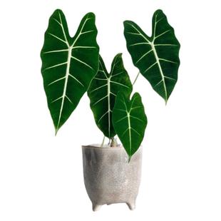 绿天鹅海芋天鹅绒竹芋稀有锦化进口室内阳台庭院热植入门绿植盆栽