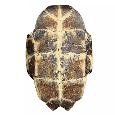 生龟板500克下甲龟底板