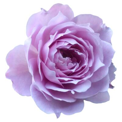 空濛月季花苗灌木浓香耐晒耐热
