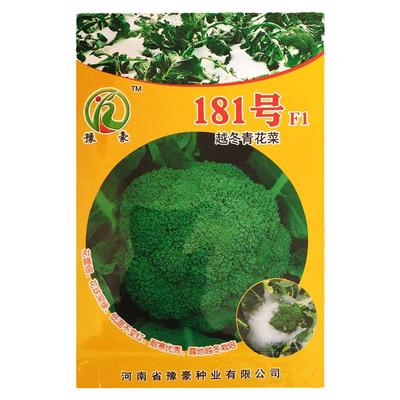 露地越冬松花菜种子陆地越冬季小米粒青梗特耐寒松花菜种子散花菜