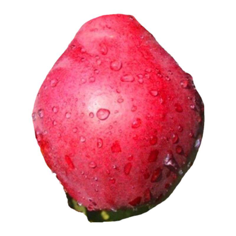 南北方种植盆栽地栽庭院当年结果