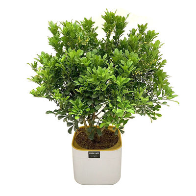 四季米兰花盆栽景大米驱蚊草植物