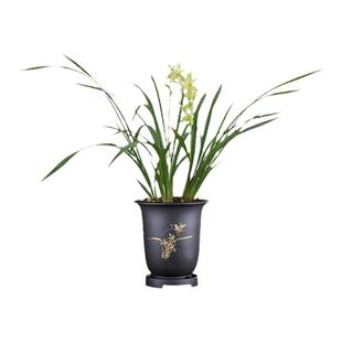 雪中兰花苗建兰四季《莲雪素》清香气质室内花卉盆栽常青当年开花