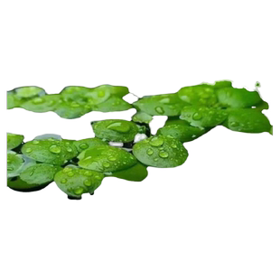 水草浮萍圆心萍净化水质水培绿植庭院办公室鱼虾龟缸造景漂浮水草
